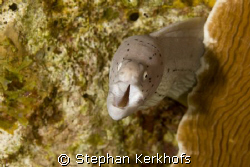 Grey moray (Gymnothorax griseus) taken at Ras Ghozlani. by Stephan Kerkhofs 